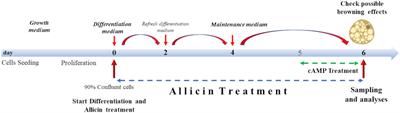 Effects of allicin on human Simpson-Golabi-Behmel syndrome cells in mediating browning phenotype